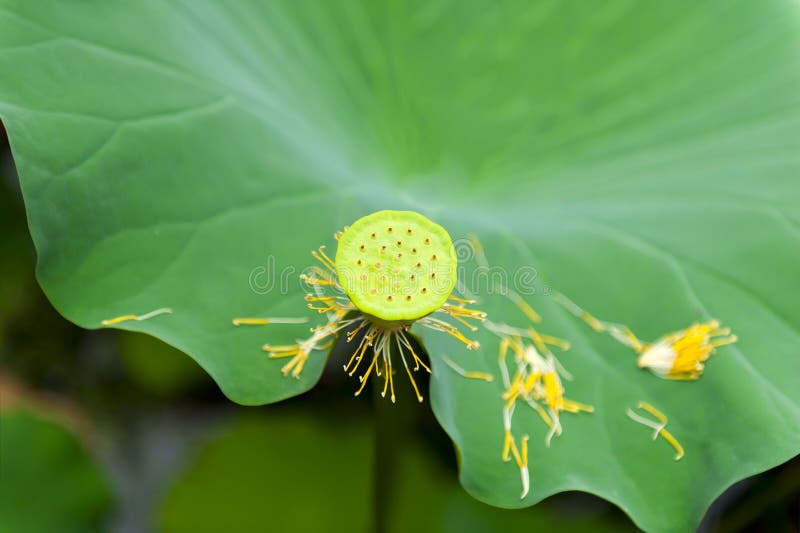 Lotus Fruit Stock Photo Image 22283020