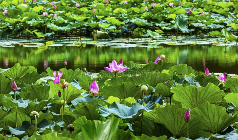 Pink Lotus Pads Garden Reflection Summer Palace Beijing China. Pink Lotus Pads Garden Reflection Summer Palace Beijing China