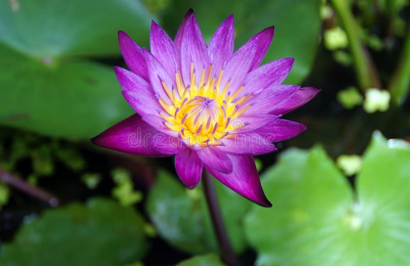 Lotus in garden stock image. Image of asia, bloom, flora 52584067
