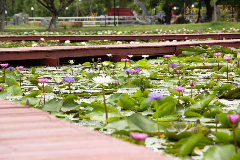 50+ toll Bild Lotus Garten China Restaurant Lotus Garten