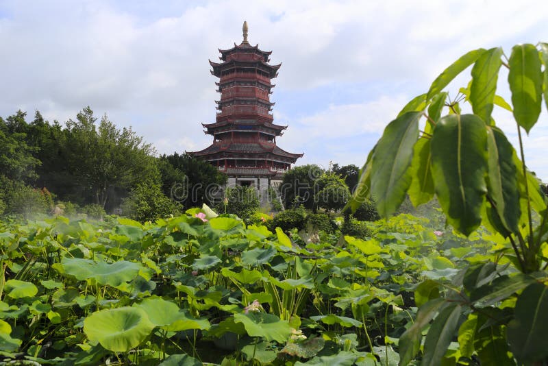 LotusGarten Auf Der Hellen Blauen Farbe Von Lotos Macht Das Atmosph