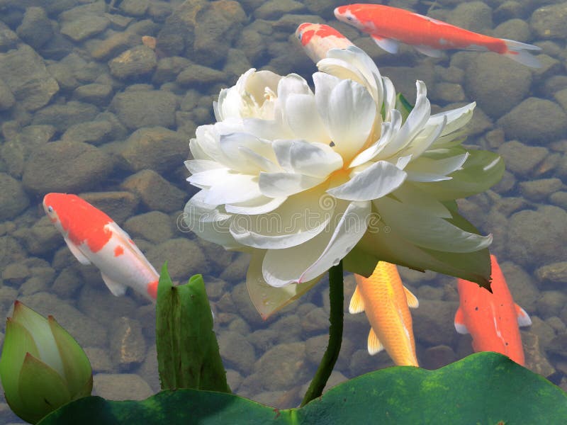Lotus and koi stock photo. Image of color, rock, fish 13506044