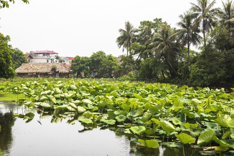 A lotus lake in ancient village in Hanoi