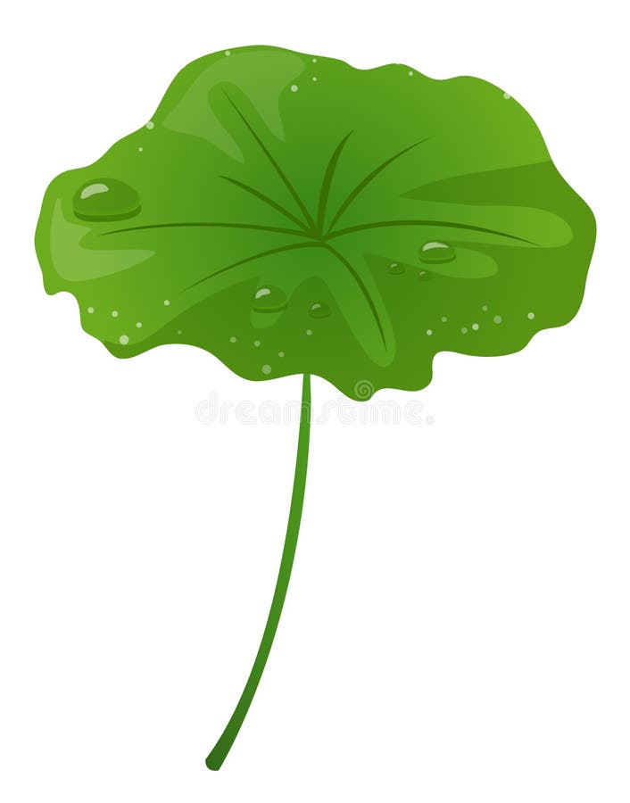 Lotus leaf