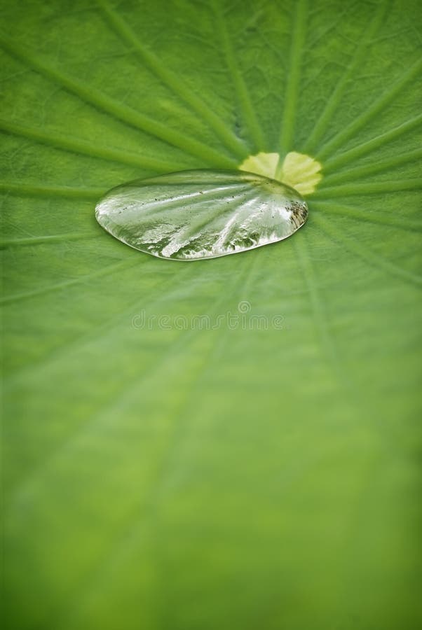 Lotus Leaf