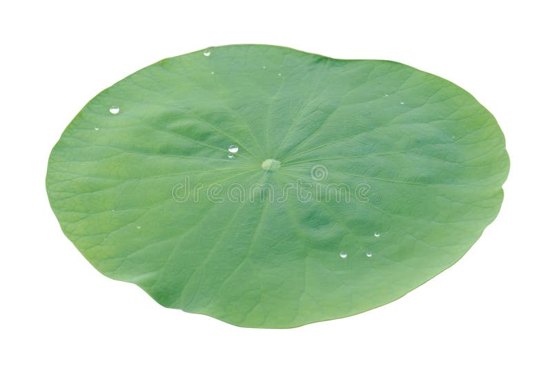 Lotus leaf