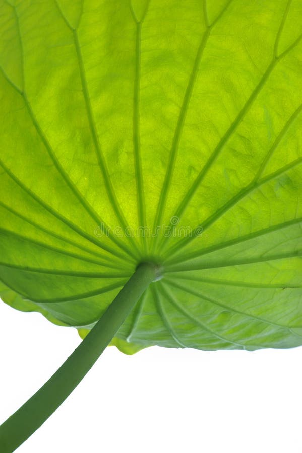 Lotus leaf