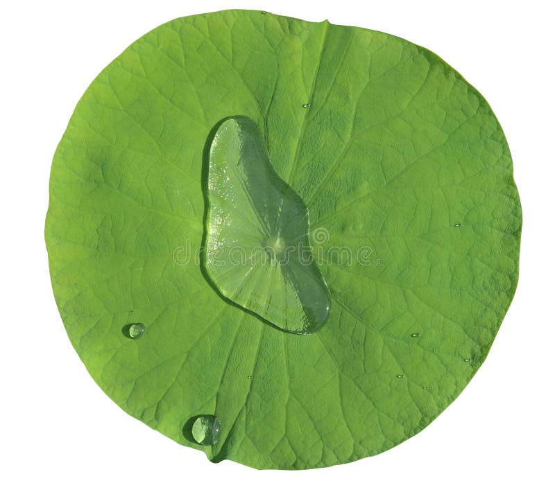 Lotus leaf