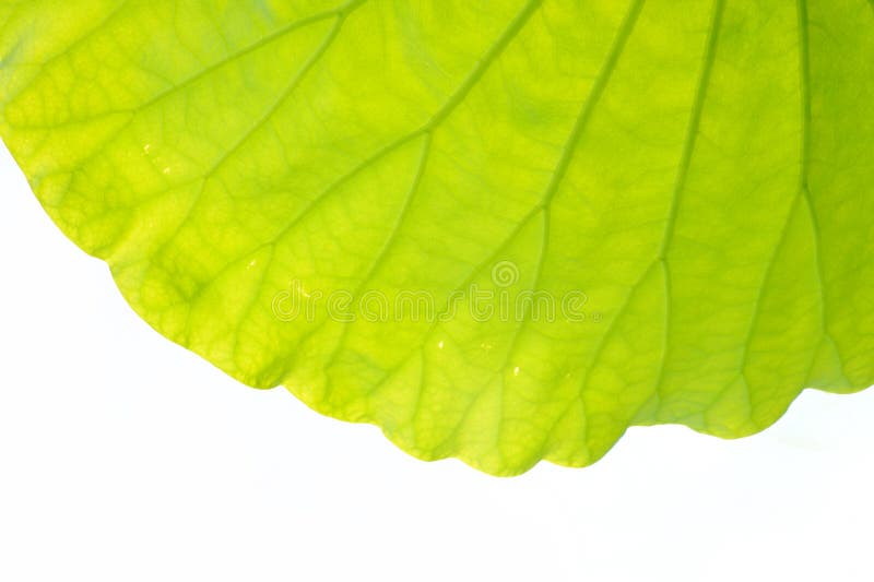 Lotus leaf