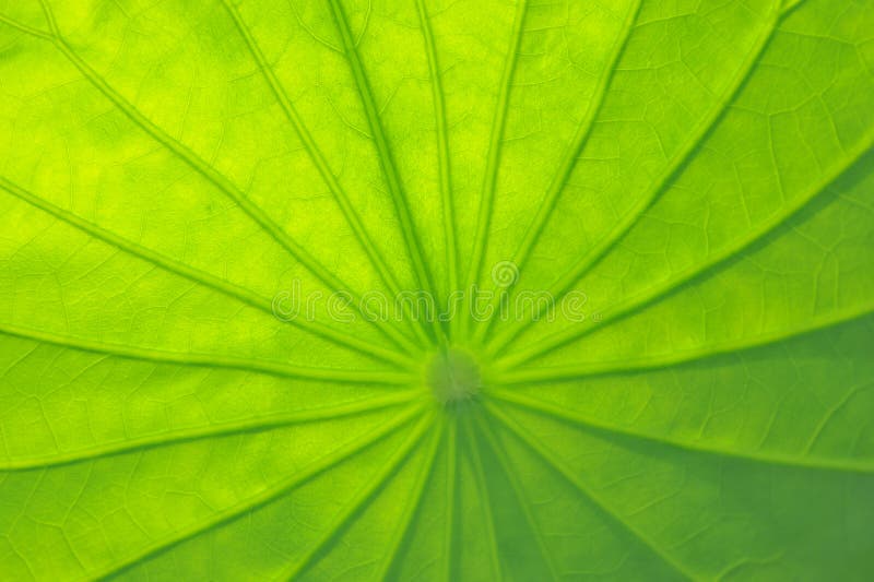 Lotus leaf