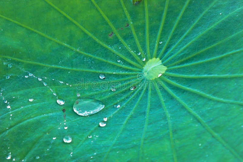 Lotus leaf