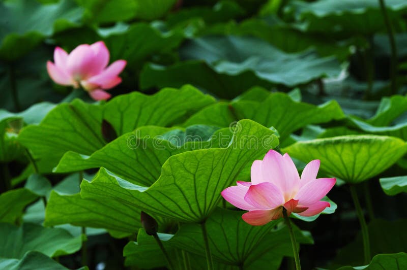 Lotus and leaf