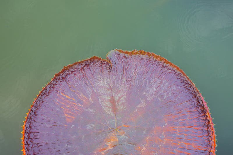 Lotus leaf image on water surface royalty free stock photography