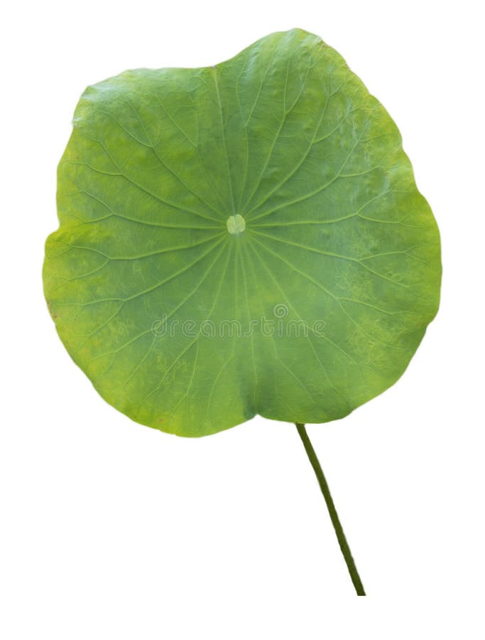 Lotus Leaf Isolated with Clipping Paths on a White Background Stock Photo Image of element