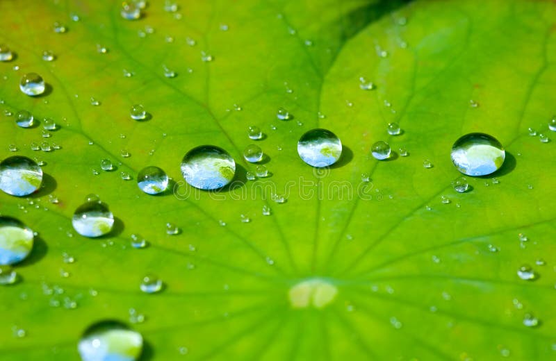 Verde una carta Agua rechazar cómo.