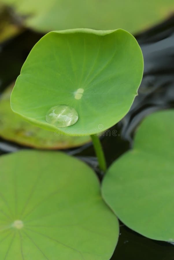 Baby lotus stock image. Image of river, pond, garden, wild 901695
