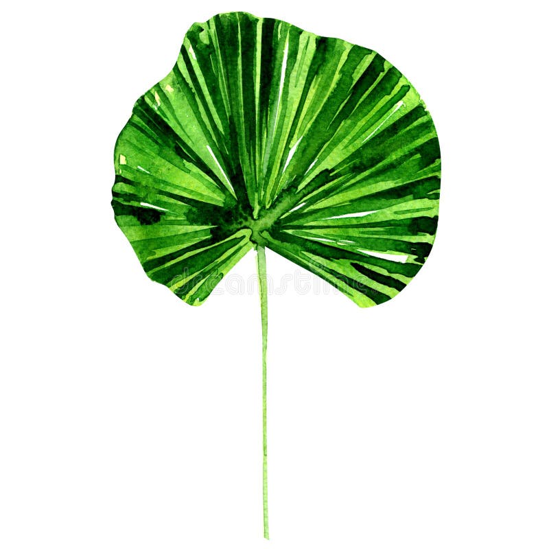 Lotus leaf on white background