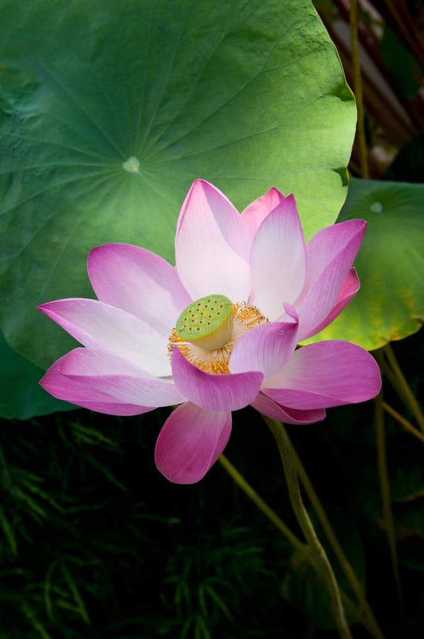 A lotus with leafs royalty free stock photos