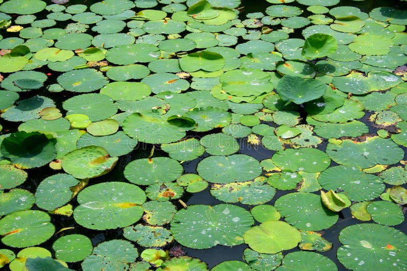Lotus leafs and water drop royalty free stock image Lotus leafs and water drop royalty free stock image