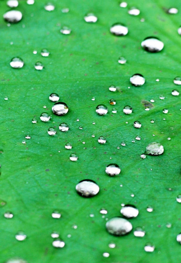 The lotus leave and raindrops