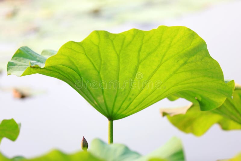 Lotus leaves in the pond, closeup of photo. Overlapping lotus stock images, royalty-free photos and pictures