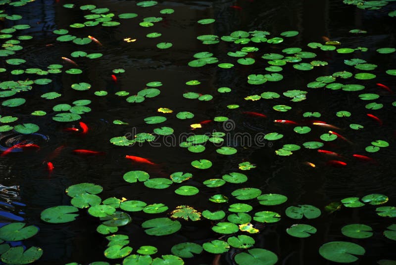 Lotus leaves and red fishes