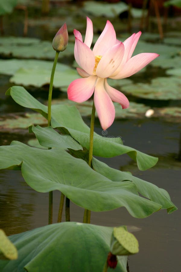 Lotus lily stock photo. Image of holy, pond, religious 661146