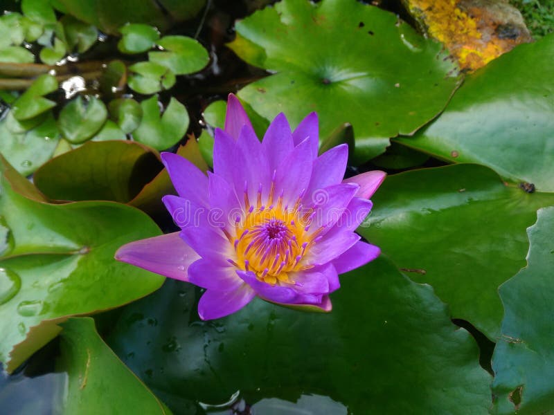 Lotus, lily, flower, purple, nature, flora, plant, green, leaves, water lily, petal, yellow, blooming, beautiful stock image Lotus, lily, flower, purple, nature, flora, plant, green, leaves, water lily, petal, yellow, blooming, beautiful stock image