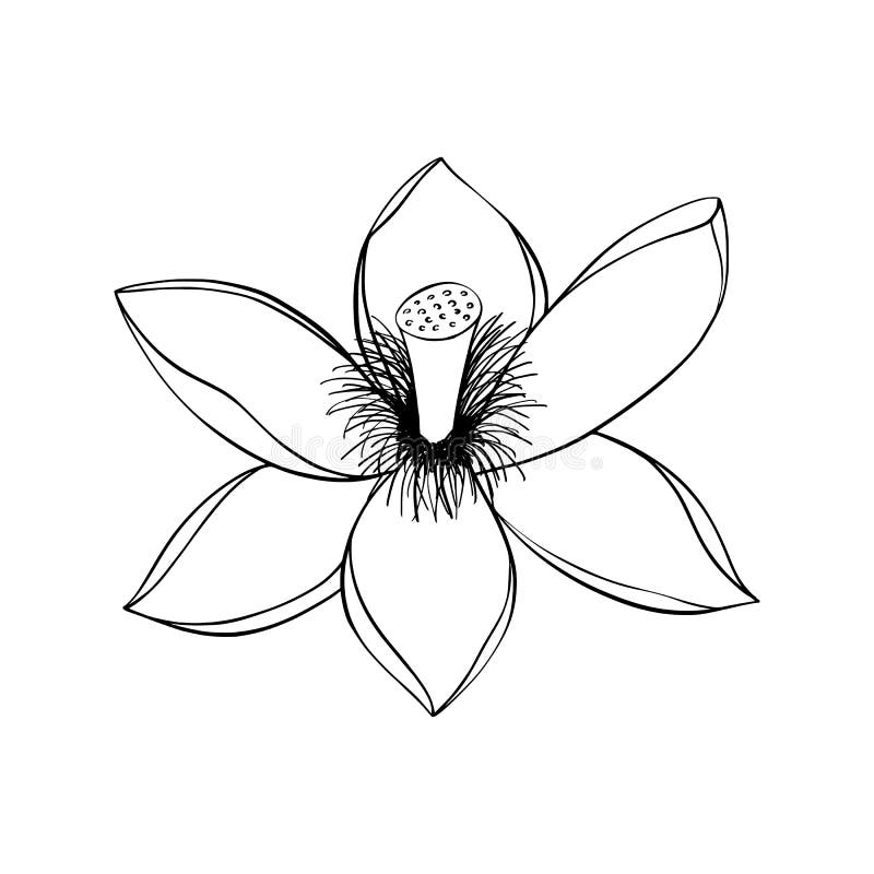 Lotus lily water royalty free illustration Lotus lily water royalty free illustration