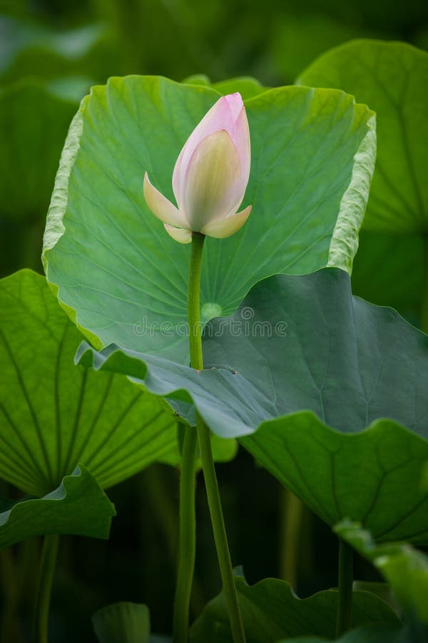 Lotus mud stock image. Image of pink, night, leisure 57512955