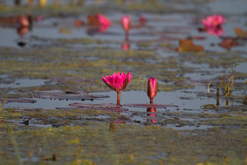 Lotus Oder Waterlily Im Teich Stockfoto Bild von gelb, blumen 150339514