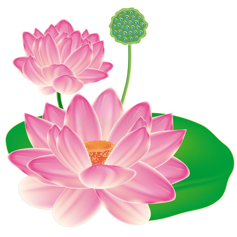 Lotus oriental réaliste. illustration de vecteur Lotus oriental réaliste. illustration de vecteur