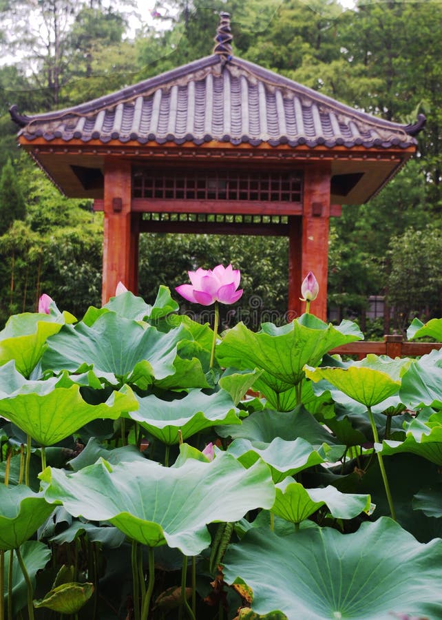 The lotus Pavilion stock photo. Image of hlice, beautiful 31146136