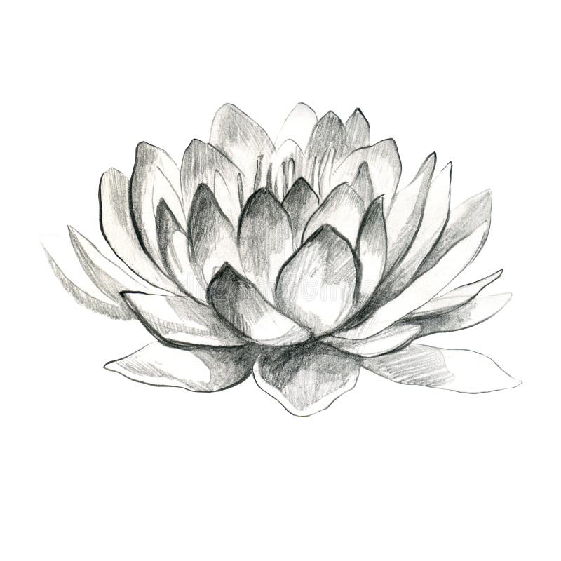 Easy pencil drawing | Pencil drawings, Lotus drawing, Pencil drawings of  flowers