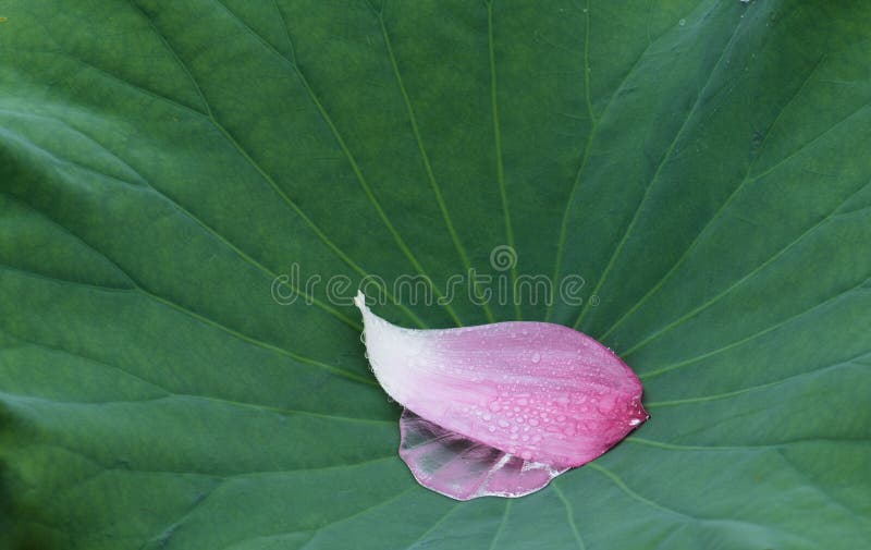 A Lotus Petal on the Green Leaf Stock Image Image of water, closeup