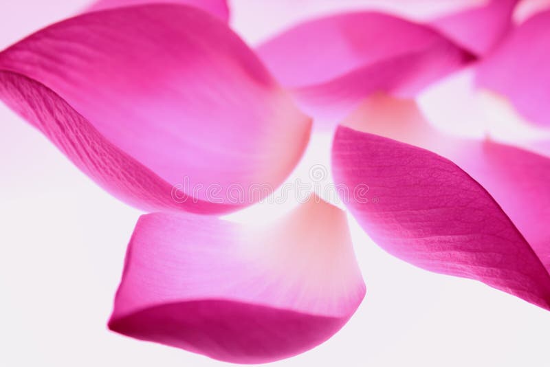Lotus petals stock image. Image of aquatic, macro, lily 19185123