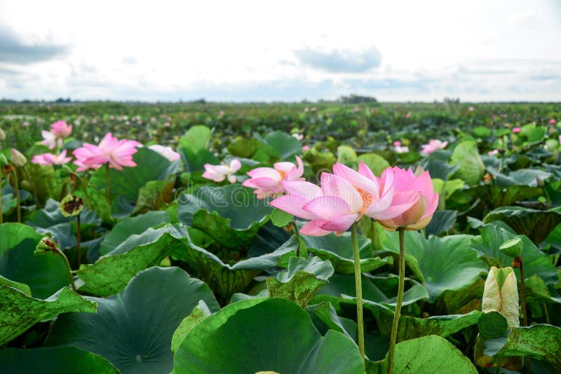 Lotus petals stock photo. Image of floral, 215000ndxkbaordm 96589228
