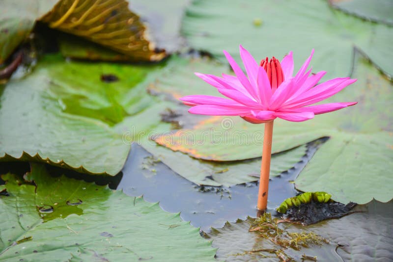 Lotus petals stock image. Image of natural, lily, beauty 96598097