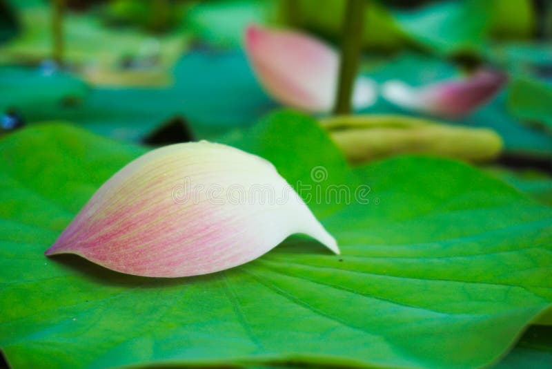 Lotus Petals on the Lotus Leaf. Stock Image Image of pink, fresh