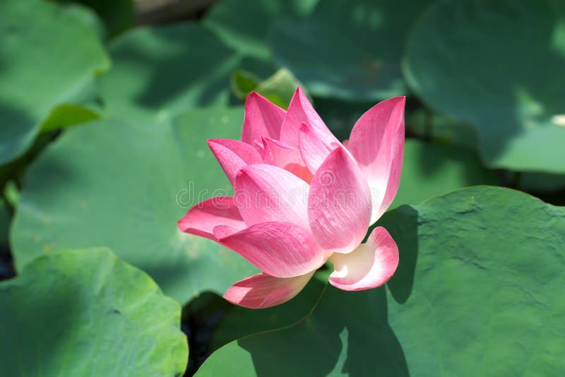 Lotus pink flower pond summer plants beautiful blossom