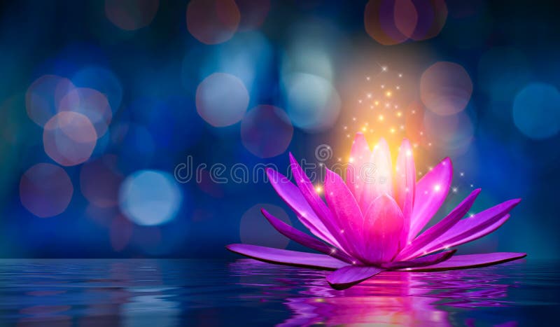 Lotus Pink light purple floating light sparkle purple background royalty free stock images