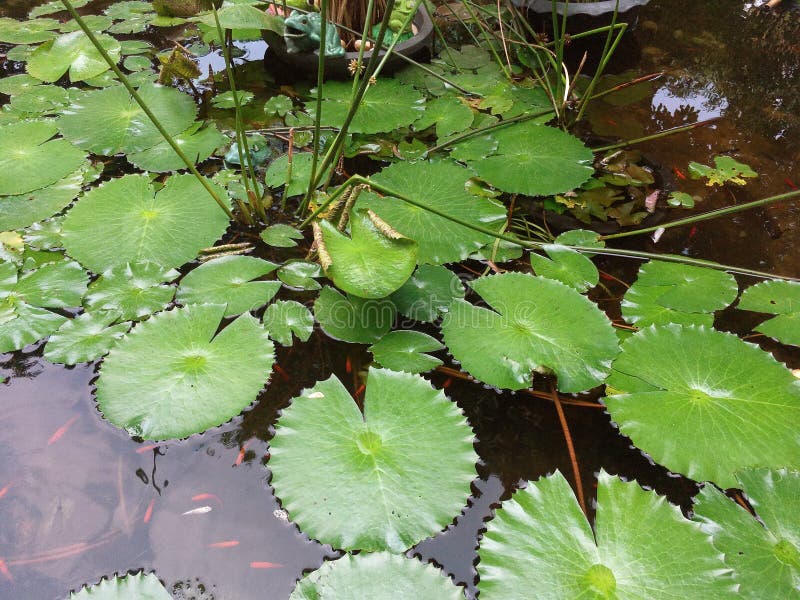 Lotus Plant arkivbilder Lotus Plant arkivbilder