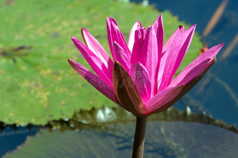 Lotus Plant on Water stock photo. Image of buddha, colors 17423018
