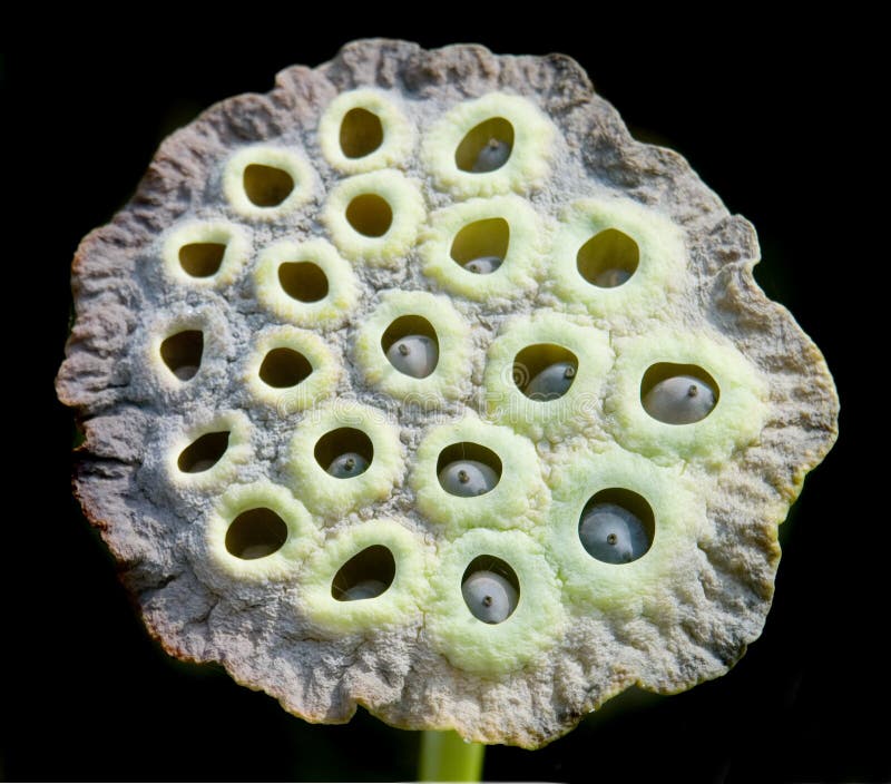 Lotus Pod Flower