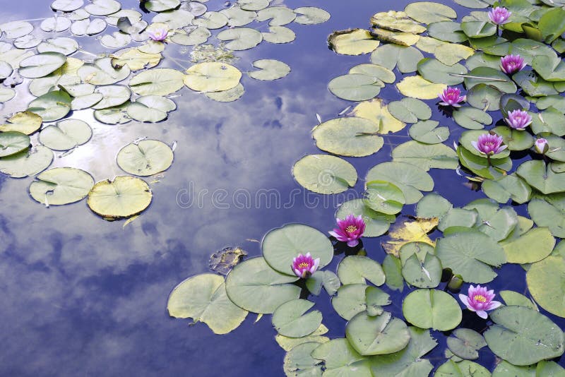 Lotus pond