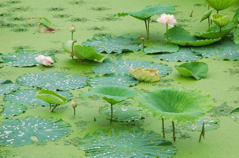 Lotus pond