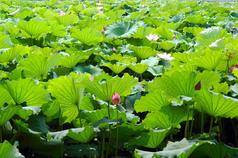 Lotus pond