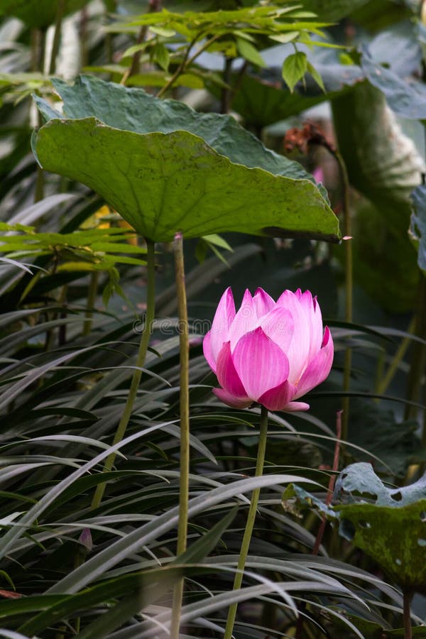 Lotus Pond image stock Lotus Pond image stock