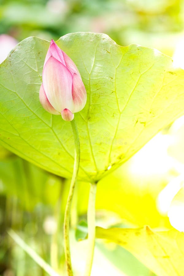 Lotus in a pond stock photo. Image of green, asian, natural 96174586