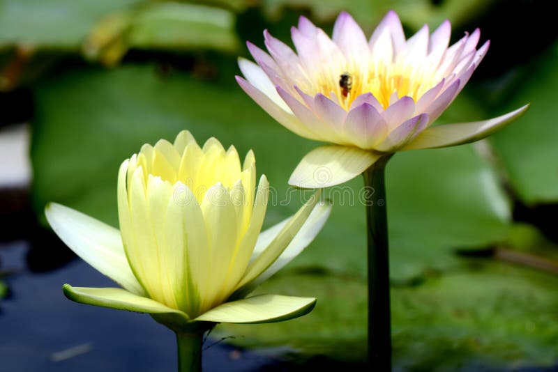 Lotus Pond. stock image. Image of nature, aquatic, lily 31783291